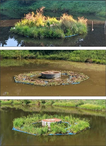 Top image shows heavy top growth on mat encircling pond outlet. Middle image shows vegetation cut all the way down to base. Bottom image shows healthy new growth.