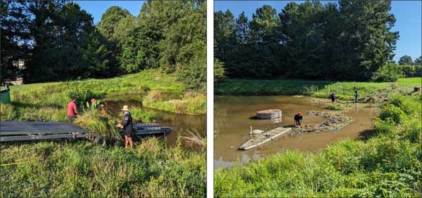 People harvesting vegetation from mat. At left, workers are on the shoreline. At right, workers are in the water.