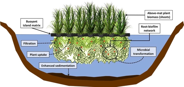 Drawing showing buoyant island matrix with top growth (shoots) above pond’s surface and roots suspended in the water column below.