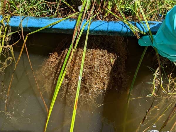 Close-up of edge of frame floating in water with fibrous plant root masses visible.