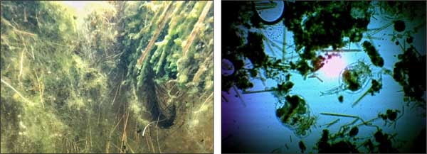 At left, photo of a biofilm coating underwater roots beneath a floating wetland. At right, variously shaped microscopic life-forms in biofilm as seen under a microscope.