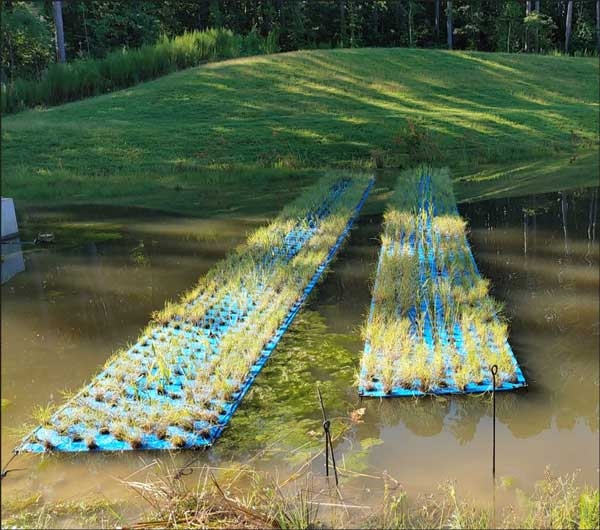 Two newly planted rectangular FTWs anchored to shoreline and extending into pond.