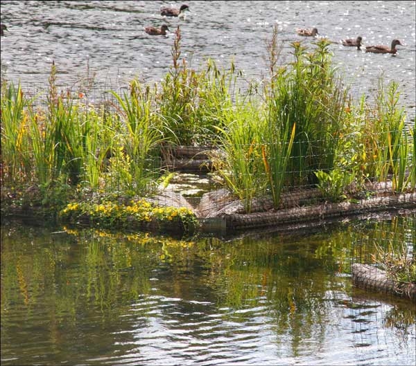 Close-up of planted FTW in pond with several waterfowl swimming beyond it.