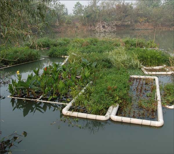 Several connected homemade FTWs on pond with plants in various stages of growth.