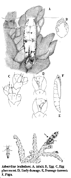 Arborvitae leafminer. A. Adult. B. Egg. C. Egg placement. D. Ear