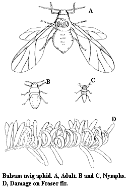Balsam twig aphid. A. Adult. B and C. Nymphs. D. Damage on Fra