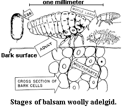Stages of balsam woolly adelgid.