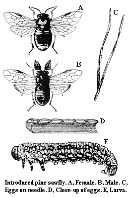 Introduced pine sawfly. A. Female. B. Male. C. Eggs on needle. D