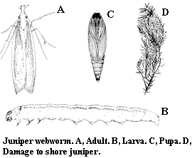Juniper webworm. A. Adult. B. Larva. C. Pupa. D. Damage to sho