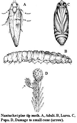 Nantucket pine tip moth. A. Adult. B. Larva. C. Pupa. D. Damage