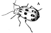 Figure 3A. Cucumber beetle with twelve black spots on wing cover