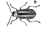 Figure 3B. Cucumber beetle with 3 black stripes on wing covers.