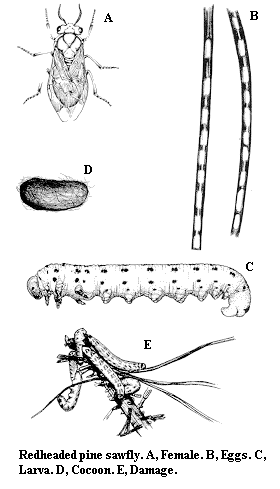 Redheaded pine sawfly. A. Female. B. Eggs. C. Larva. D. Cocoon.
