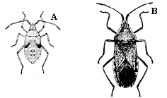 Figure 8A-B. Squash bugs.
