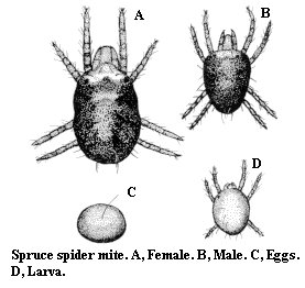 Spruce spider mite. A. Female. B. Male. C. Eggs. D. Larva.