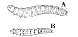 Figure 11. Pickleworm.