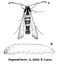 Dogwood borer. A. Adult. B. Larva.