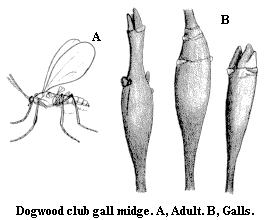 Dogwood club gall midge. A. Adult. B. Galls.