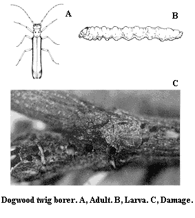Dogwood twig borer. A. Adult. B. Larva. C. Damage.