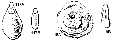 Figure 117A, B. Fern scale. Figure 118A, B. Boisduval scale.