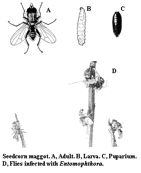 Seedcorn maggot. A. Adult. B. Larva. C. Puparium. D. Flies infec