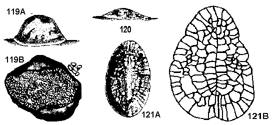 Figure 119A, B. Hemispherical scale. Figure 120. Side view of ma