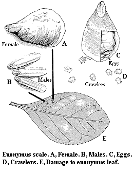 Euonymus scale. A. Female. B. Males. C. Eggs. D. Damage to euony
