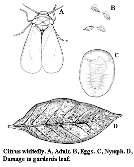 Citrus whitefly. A. Adult. B. Eggs. C. Nymph. D. Damage to garde