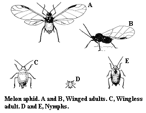 Melon aphid. A and B. Winged adults. C. Wingless adult. D and E
