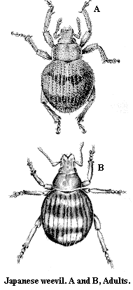 Japanese weevil. A and B. Adults.