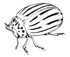 Figure 1. Colorado potato beetle.