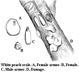 White peach scale. A. Female armor. B. Female. C. Male armor. D.