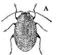 Figure 2A. Eggplant flea beetle.
