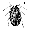Figure 2B. Potato flea beetle.