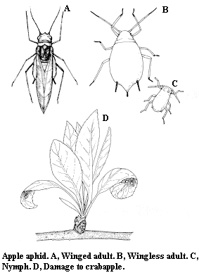 Apple aphid. A. Winged adult. B. Wingless adult. C. Nymph. D. Da