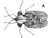 Figure 4A. Eggplant lace bug adult.