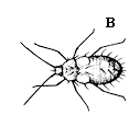 Figure 4B. Eggplant lace bug nymphs.