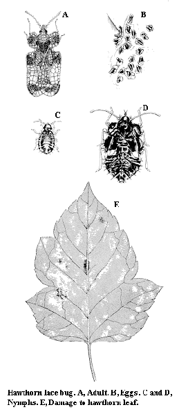 Hawthorn lace bug. A. Adult. B. Eggs. C and D. Nymphs. E. Damage