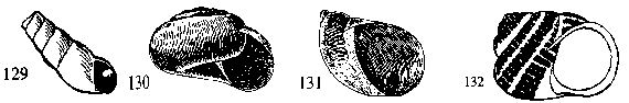 Figure 129. Rumina sp. Figure 130. Oxychilus sp. Figure 131. Suc