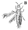 Figure 12B. Orange, brown or black insects (up to 2 mm)