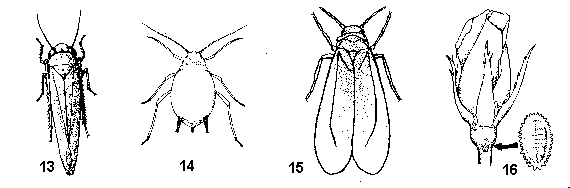 Figure 13. Leafhoppers. Figure 14. Aphids. Figure 15. Whiteflies