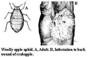Woolly apple aphid. A. Adult. B. Infestation to bark wound of cr