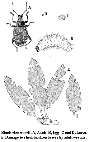 Black vine weevil. A. Adult. B. Egg. C and D. Larva. E. Damage t
