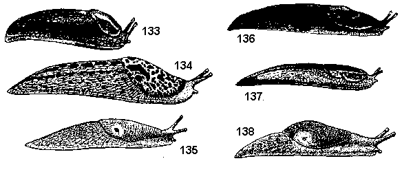 Figure 133. Arion sp. Figure 134. Greenhouse slug. Figure 135. S