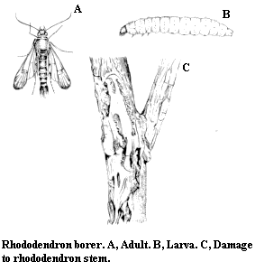 Rhododendron borer. A. Adult. B. Larva. C. Damage to rhododendr
