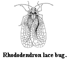 Rhododendron lace bug.