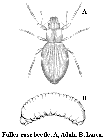 Fuller rose beetle. A. Adult. B. Larva.