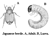 Japanese beetle. A. Adult. B. Larva.