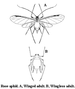 Rose aphid. A. Winged adult. B. Wingless adult.