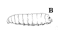 Figure 13B. Fairly hard-bodied larva; yellow or white.